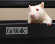 Noldus catwalk rodent gait analysis