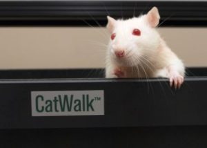 Noldus catwalk rodent gait analysis